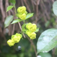 Dolichandra unguis-cati (L.) L.G.Lohmann